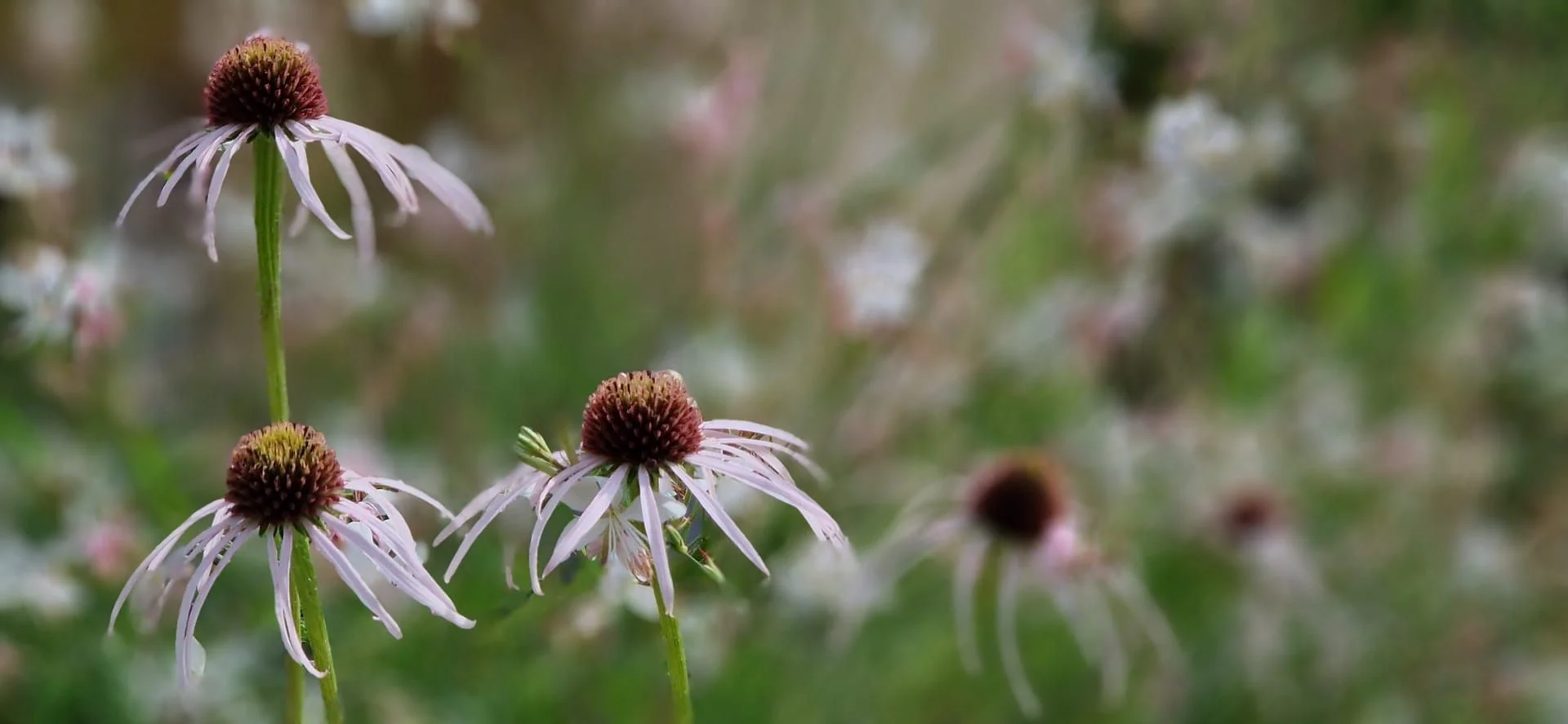 Mischbepflanzung Projekt 5