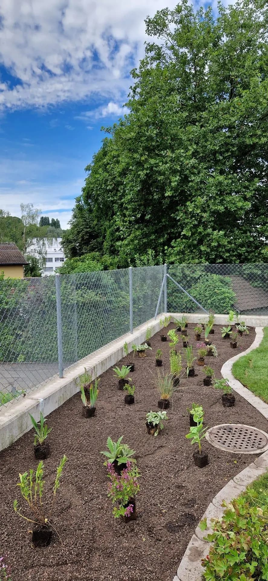 Mischbepflanzung Projekt 6