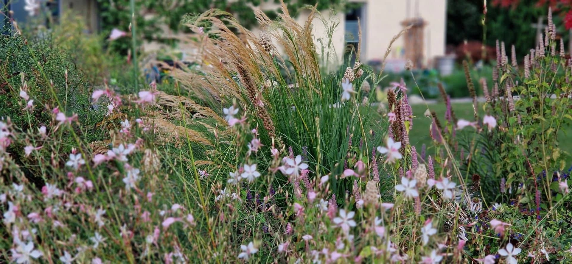 Mischbepflanzung & Pflanzenvielfalt