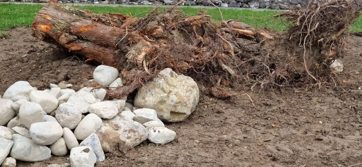 Biodiversität Projekt 7