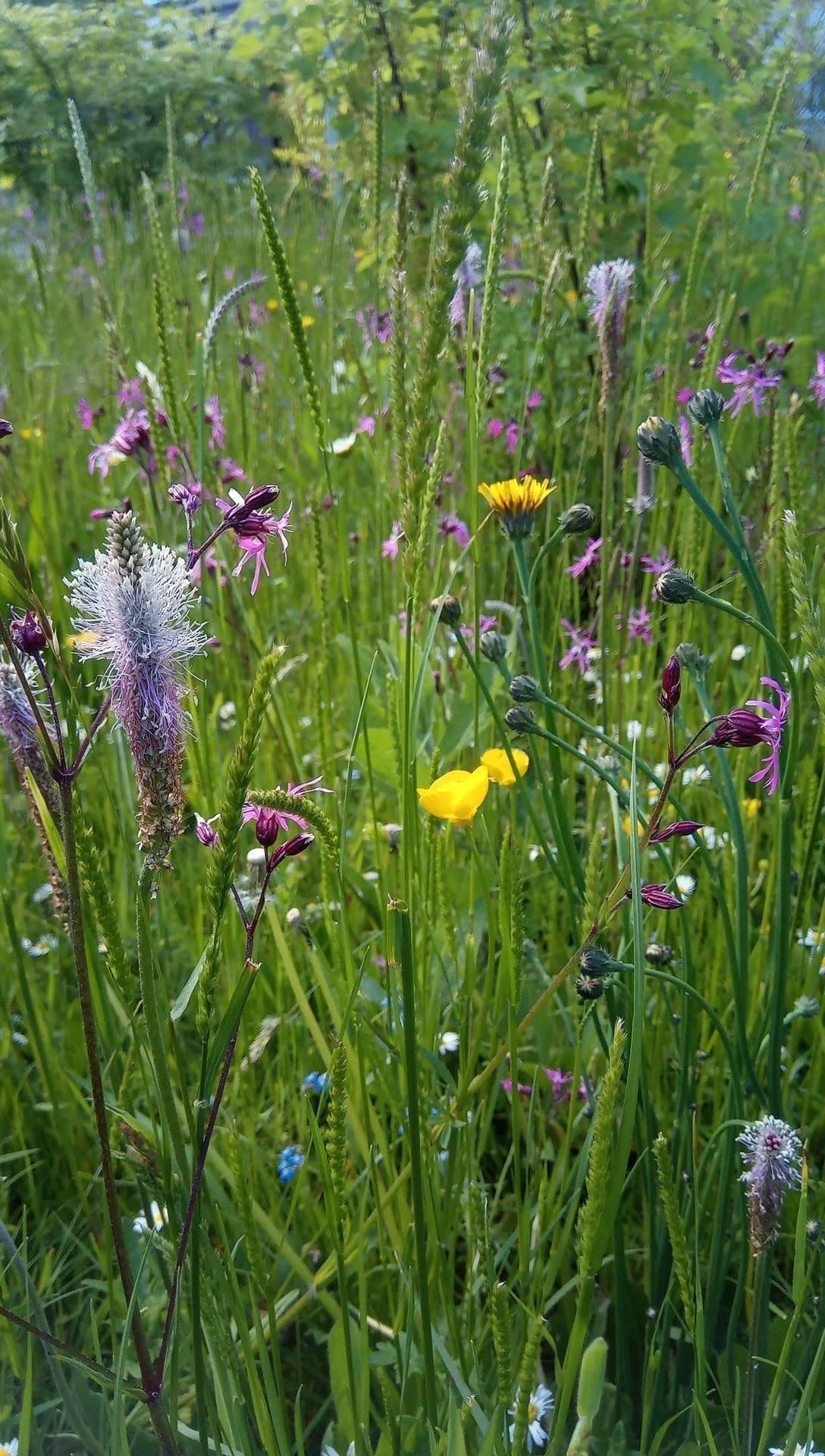 Biodiversität Projekt 4