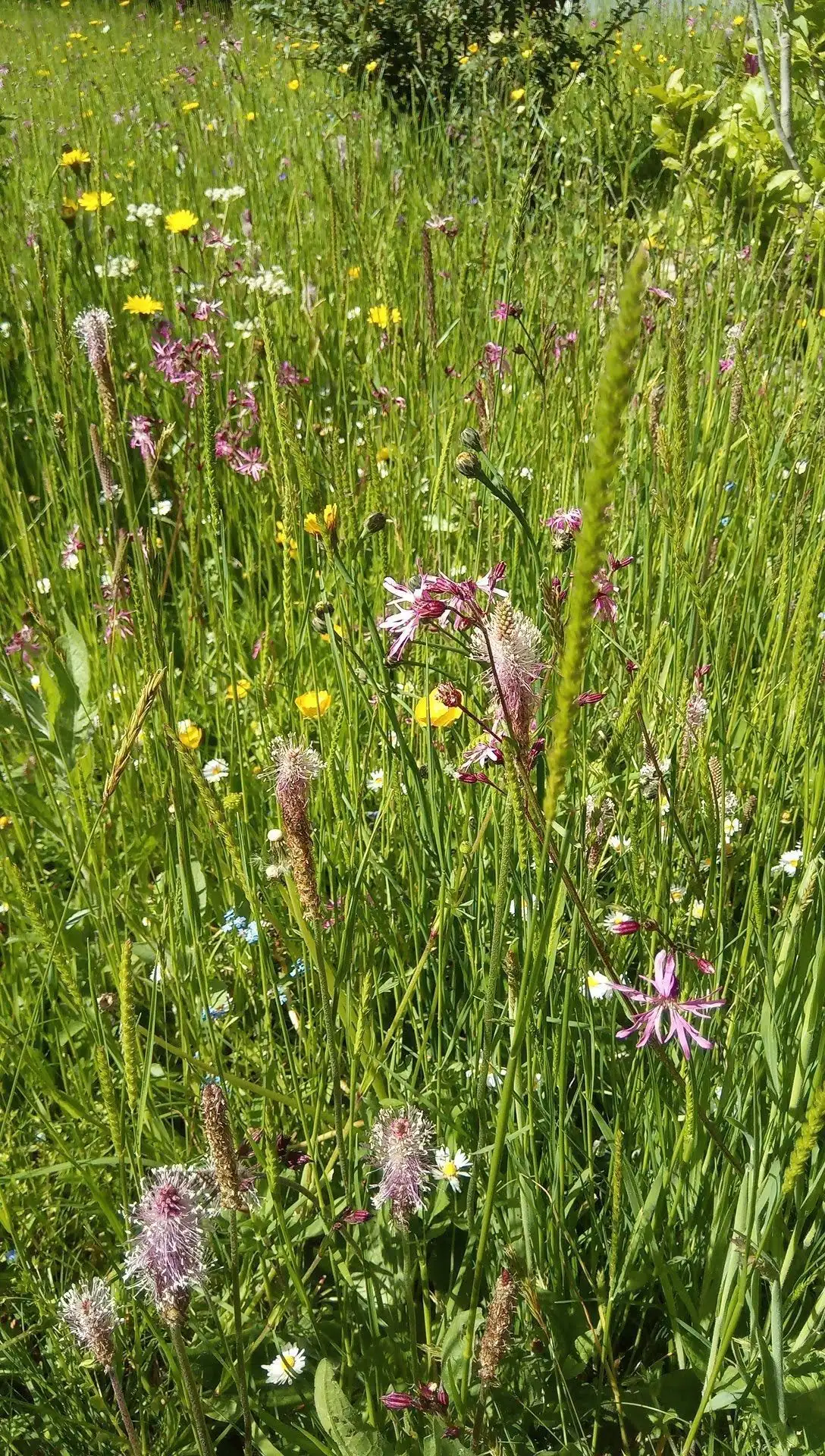 Biodiversität Projekt 5