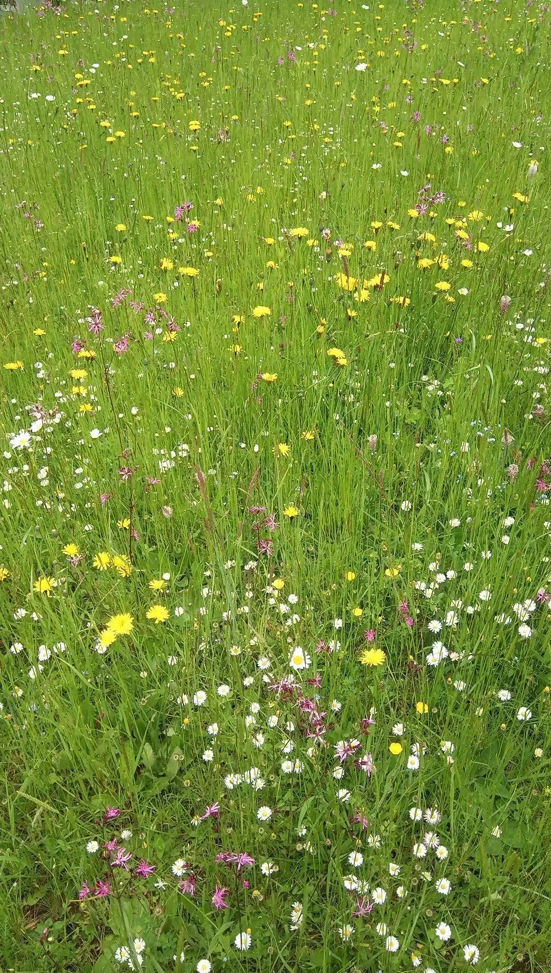 Wildblumenwiese Thurgau