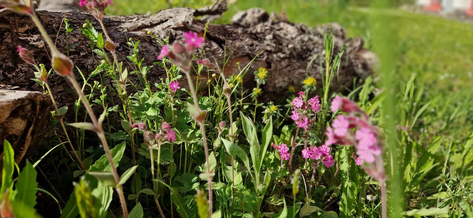 Biodiversität Projekt 7