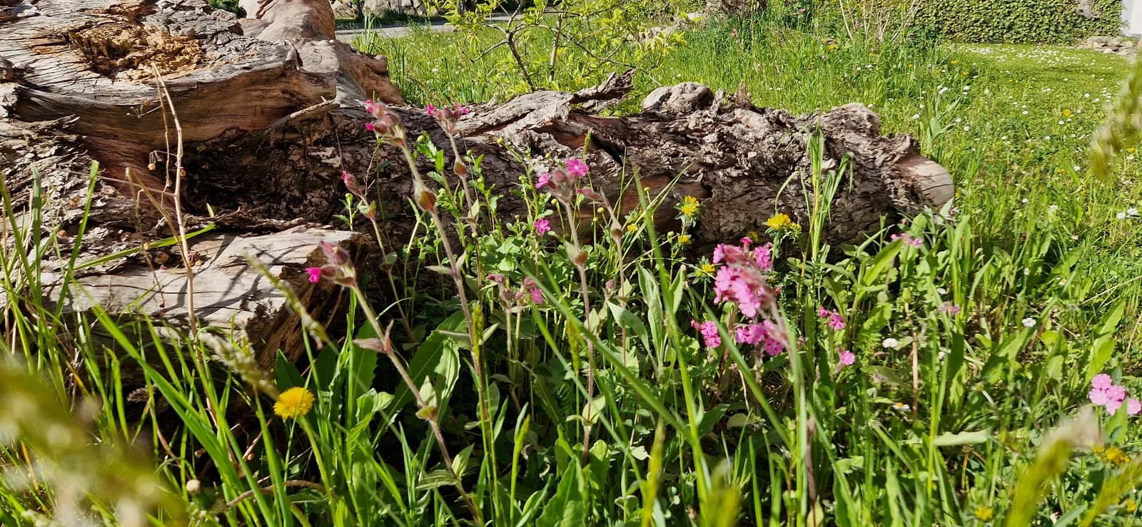 Wildblumenwiese Thurgau