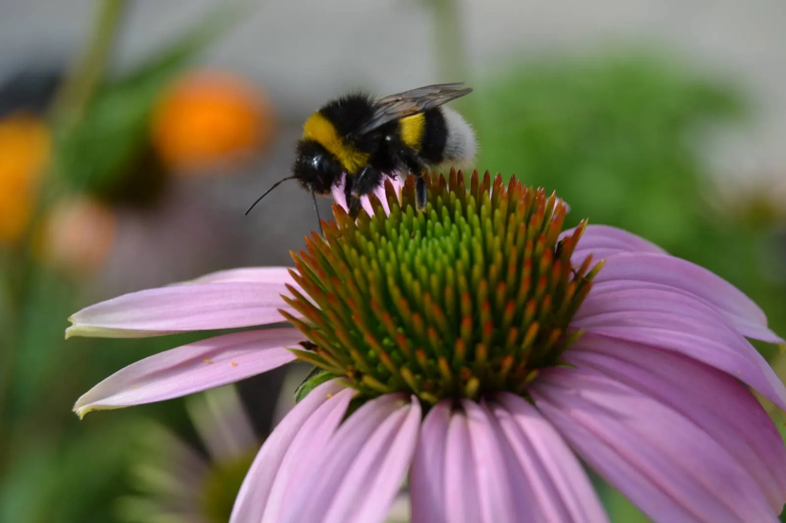 Biodiversität & Naturgarten