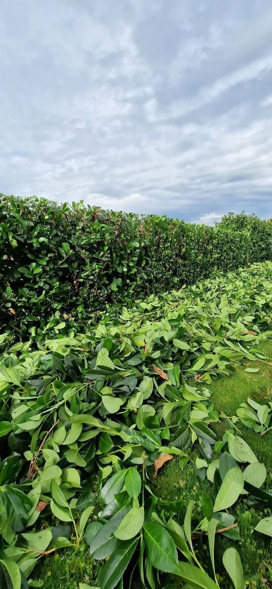 Gehölzschnitt Aadorf