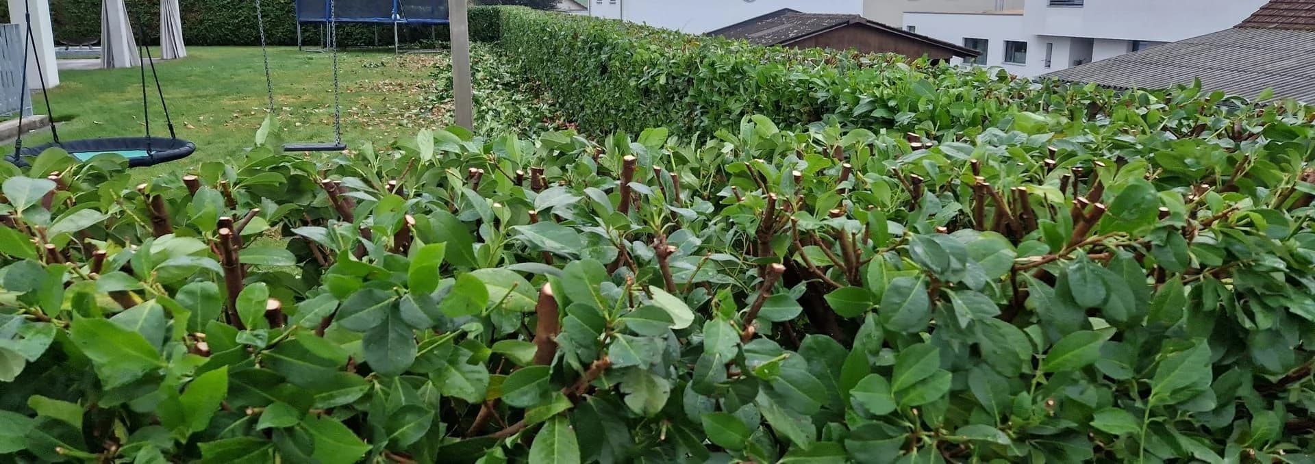 Heckenschnitt & Gehölzschnitt im Thurgau - Ritzmann Gartenbau Aadorf