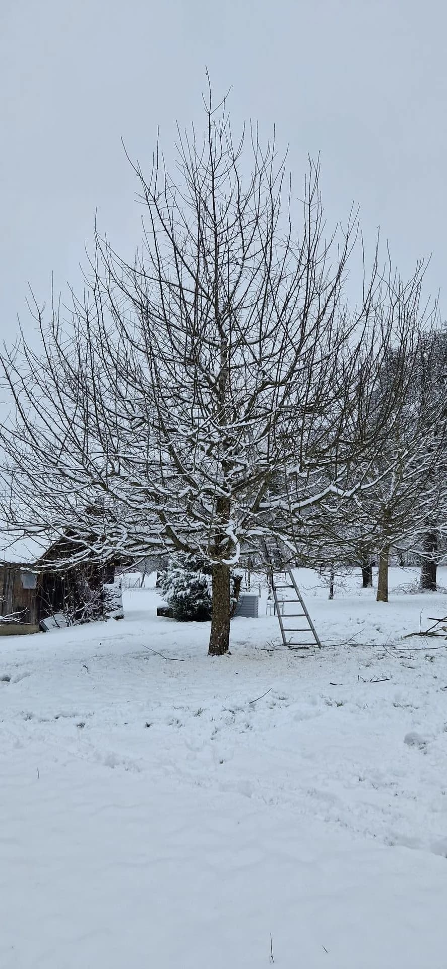 Heckenschnitt Beispiel 1 - Vorher