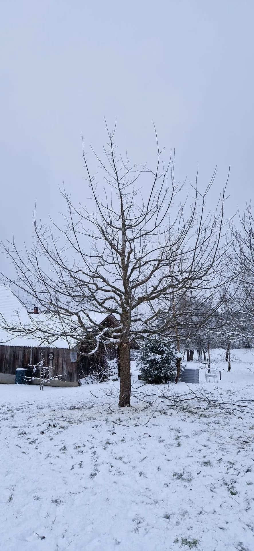 Heckenschnitt Beispiel 1 - Nachher