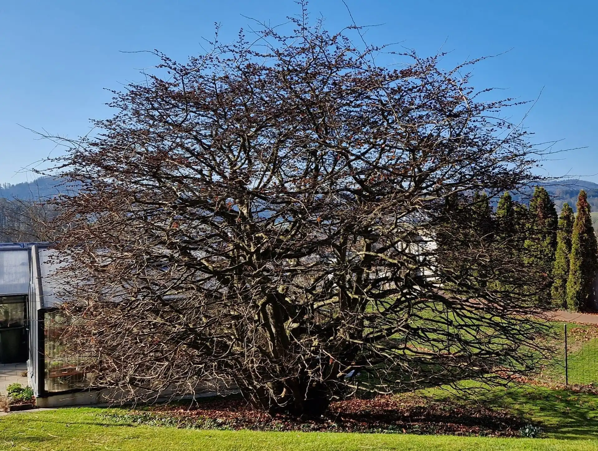 Heckenschnitt Beispiel 2 - Vorher