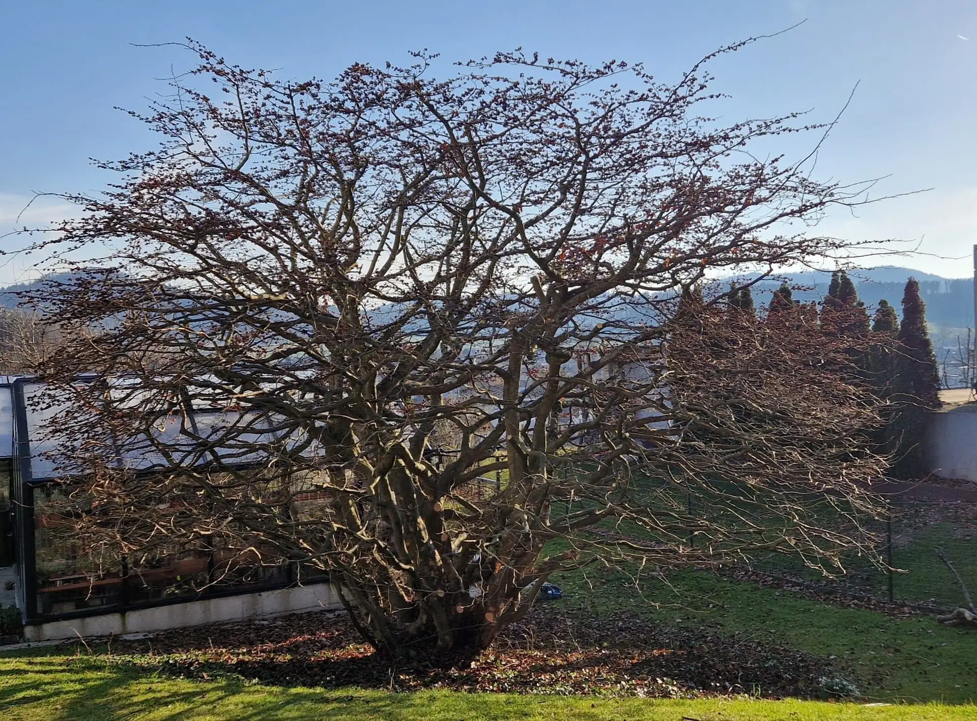 Heckenschnitt Beispiel 2 - Nachher